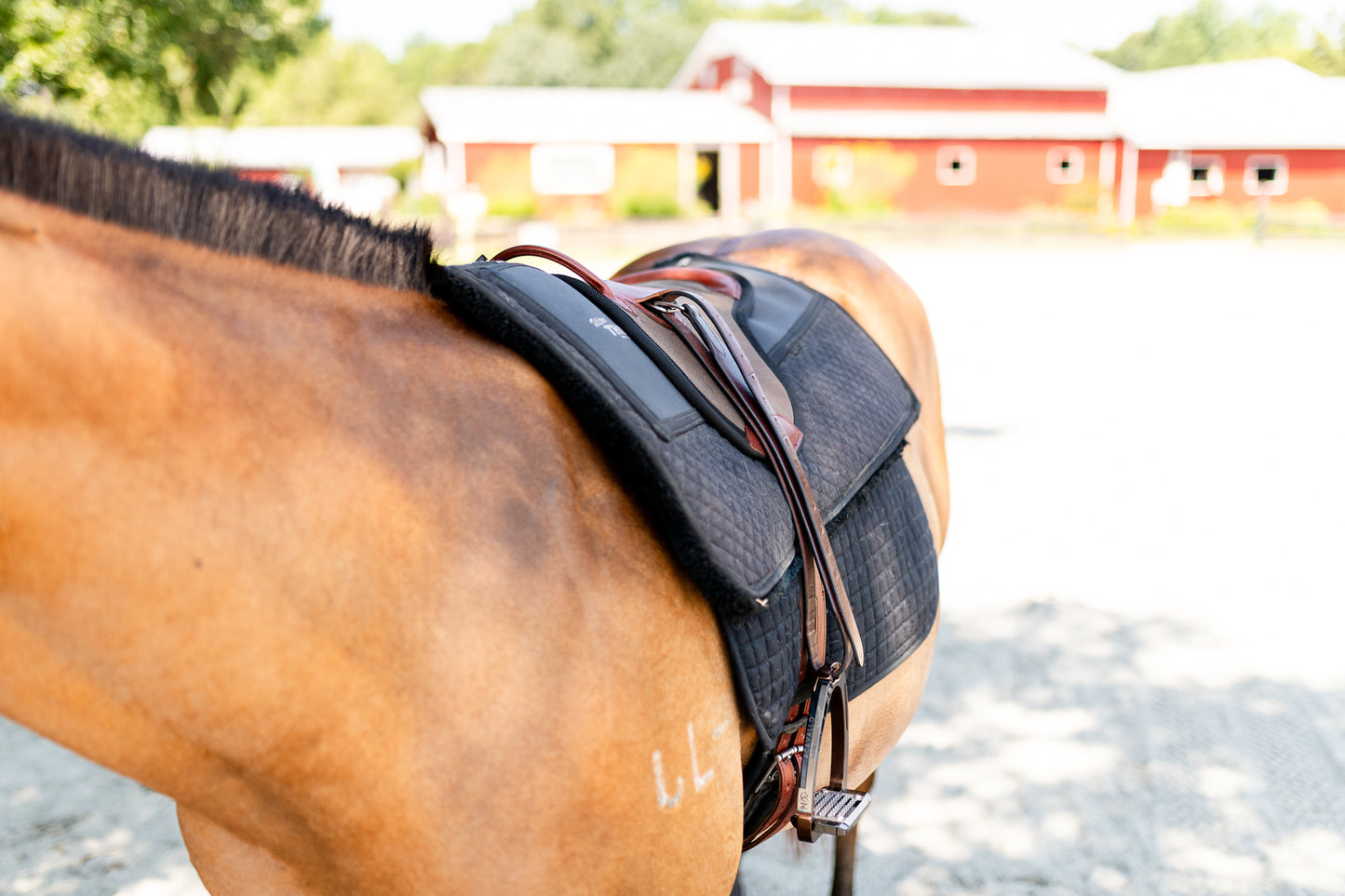 Single Hippotherapy Bareback Saddle - Large
