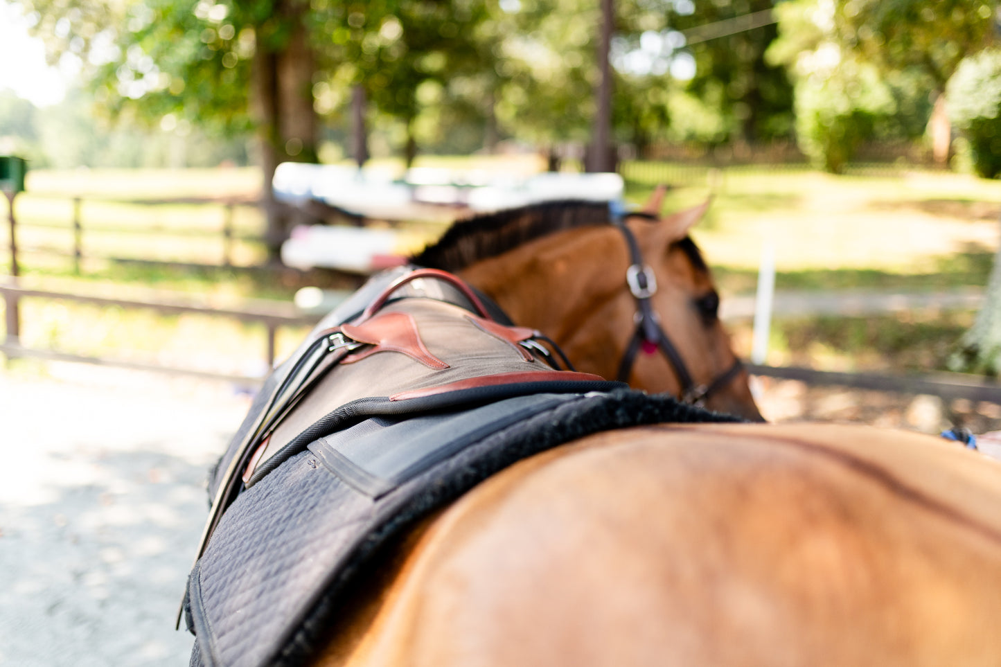 Single Hippotherapy Bareback Saddle - Large