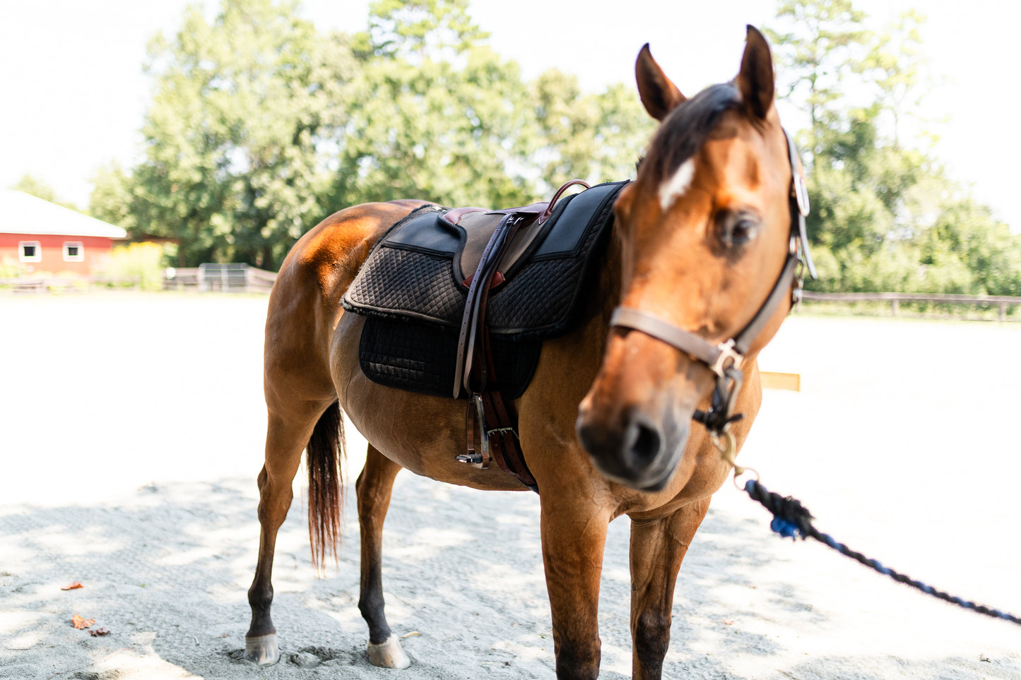 Single Hippotherapy Bareback Saddle - Large